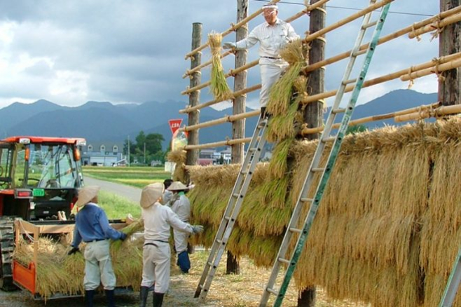 令和7年産】はざ掛け米【完売】 | 商品案内 | うおぬま倉友農園